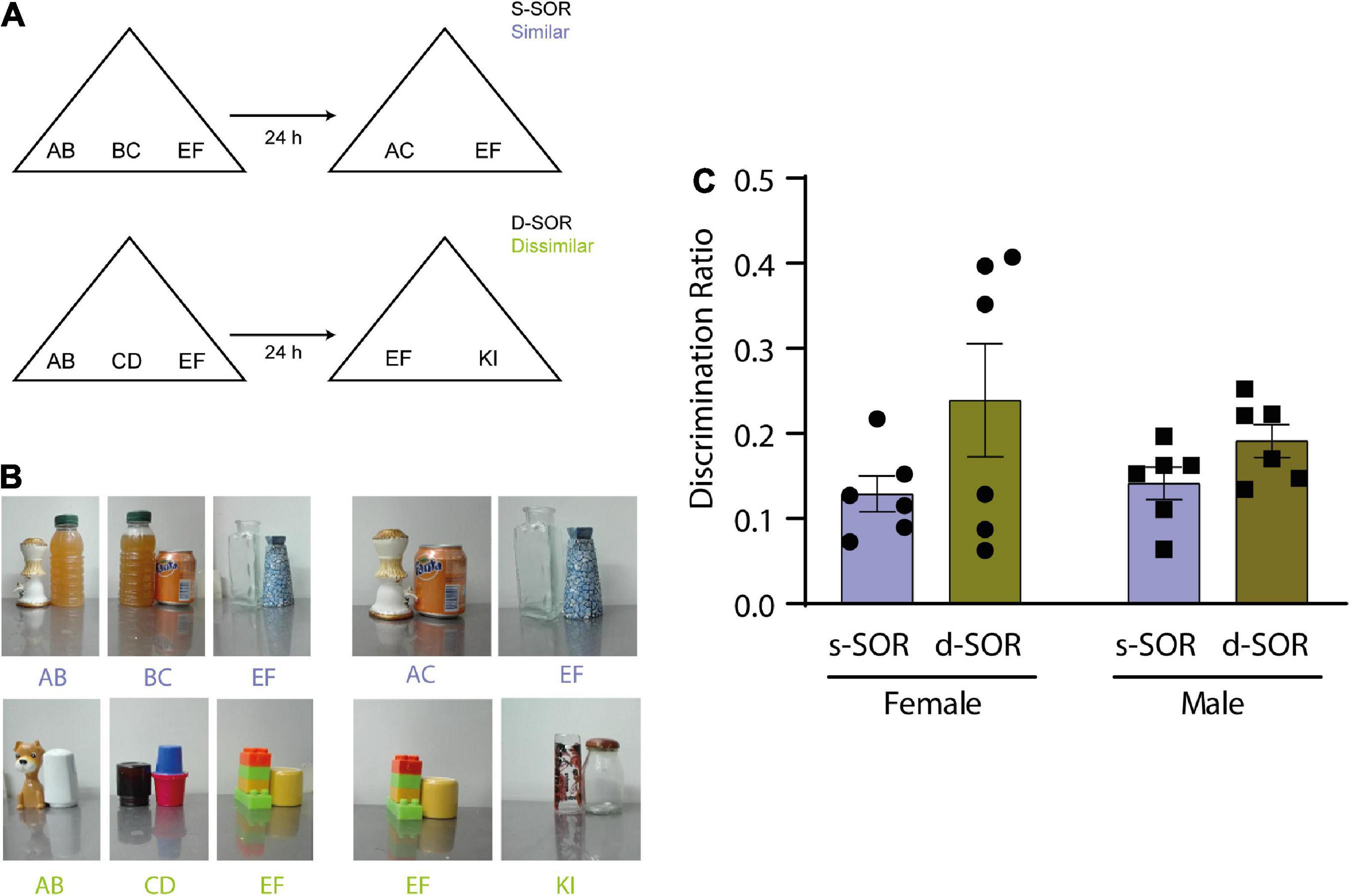 Endocytosis is required for consolidation of pattern-separated memories in the perirhinal cortex